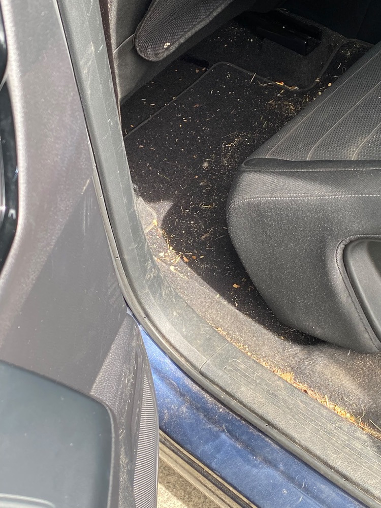Moderate condition: crumbs and debris on the carpet and door sill